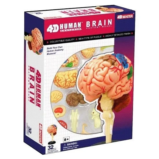 Large - Scale Solid Wood Educational Toys for Group Learning and Collaboration4D Vision Puzzle - Brain